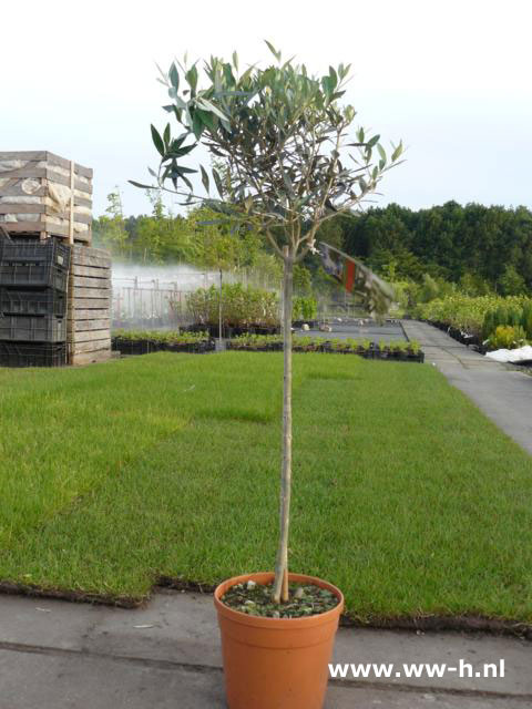 Olea europaea olijf stam 29.99 Olea europaea olijf stam 29.99